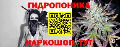 стафф Кингисепп